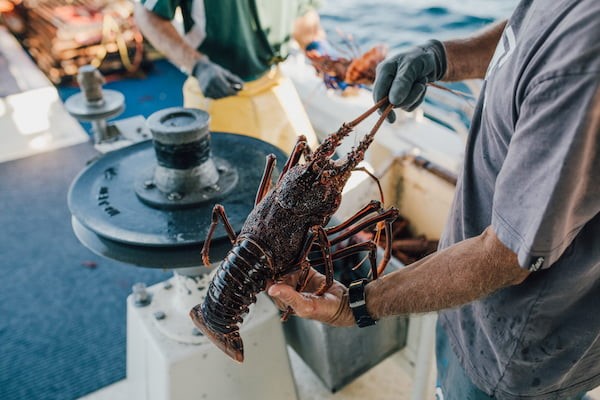 Shutdown leads to pivot for lobster exporter