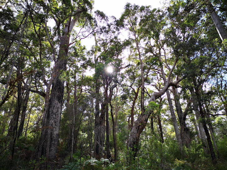 Nature_Forest_iStock-1253576750