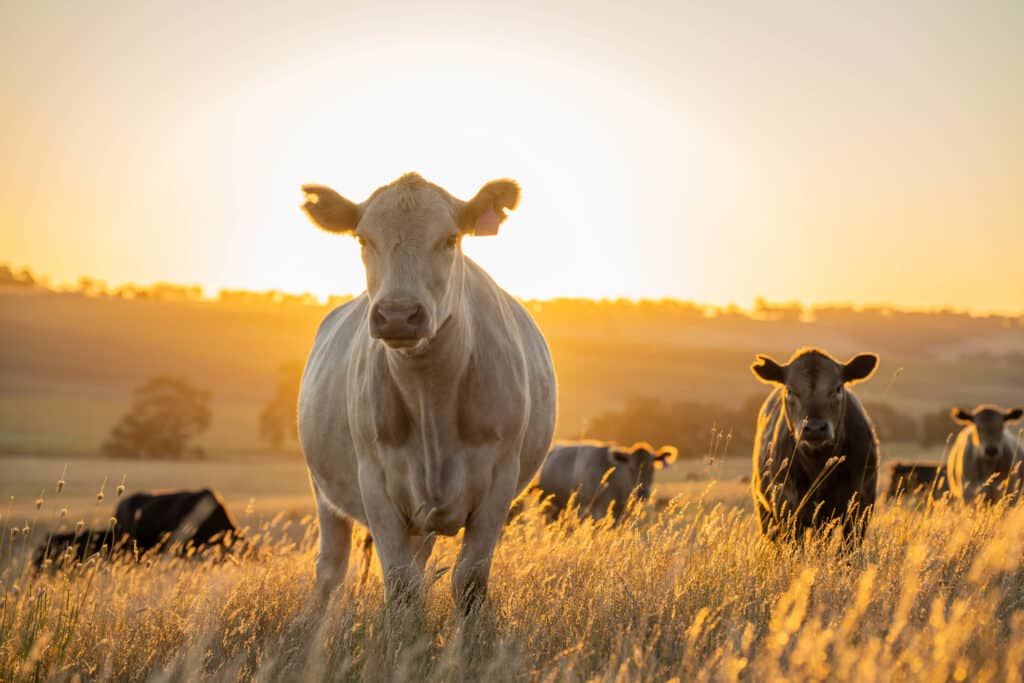 A herd of cows stands in a field at sunset, symbolising the beef export industry and rural agriculture.
