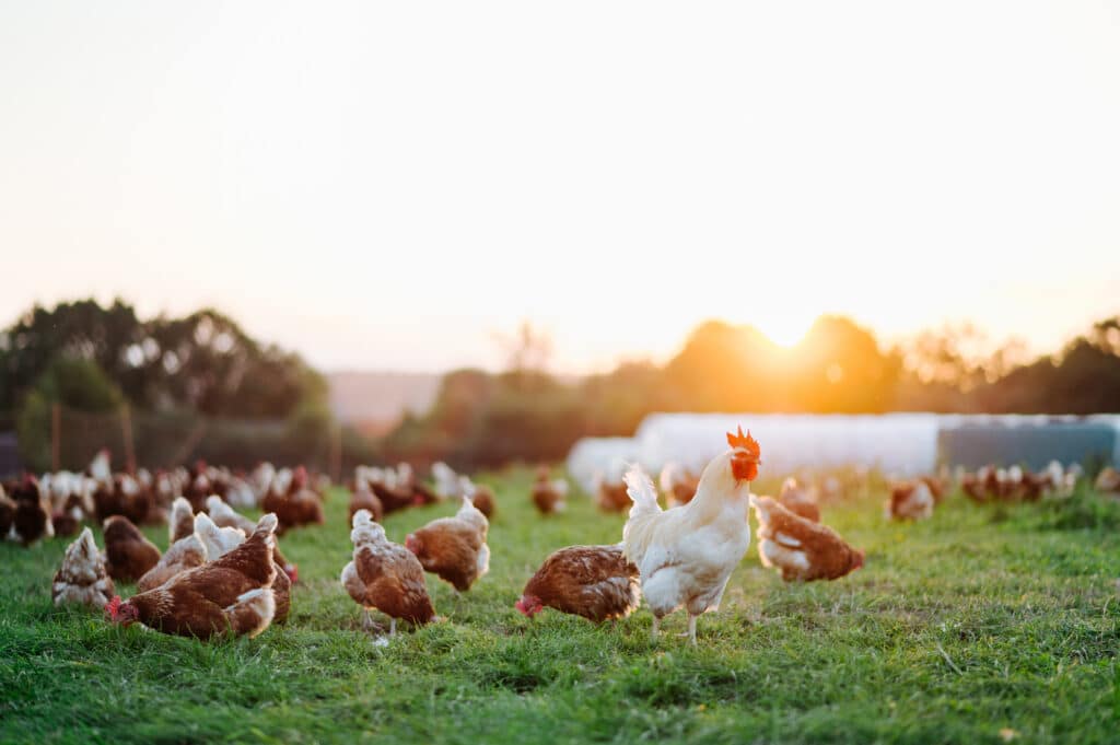 Chickens grazing in a grassy paddock at sunset, representing Australia's poultry industry, agriculture and egg production on a commercial farm.